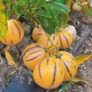 Genuine! Melon Tree 100 PCS Seeds