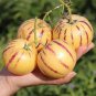 Genuine! Melon Tree 100 PCS Seeds