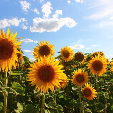 Generic Fresh Sunflower for Planting Yellow 50 PCS Seeds