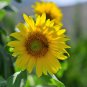 Generic Fresh Sunflower for Planting Yellow 50 PCS Seeds