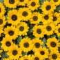 Generic Fresh Sunflower for Planting Yellow 50 PCS Seeds