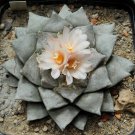 Fresh Real Ariocarpus retusus 100 PCS Seeds Fresh Real Ariocarpus retusus 100 PCS Seeds