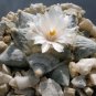 Fresh Real Ariocarpus retusus 100 PCS Seeds