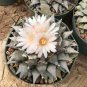 Fresh Real Ariocarpus retusus 100 PCS Seeds