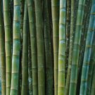Fresh Giant Bamboo Dendrocalamus Giganteus 100 PCS Seeds