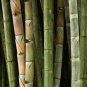 Fresh Giant Bamboo Dendrocalamus Giganteus 100 PCS Seeds