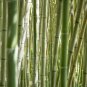 Fresh Giant Bamboo Dendrocalamus Giganteus 100 PCS Seeds