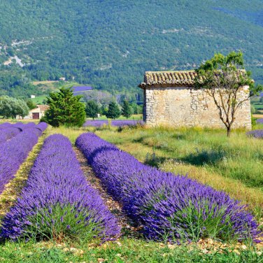 French Provence Lavender Bonsai Purple Flower 100 PCS Seeds