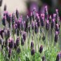 French Provence Lavender Bonsai Purple Flower 100 PCS Seeds