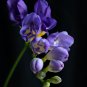 Freesia Garden Bulbs True Freesia Bonsai Flowers Orchid Flowers 100 PCS Seeds