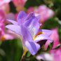 Freesia Garden Bulbs True Freesia Bonsai Flowers Orchid Flowers 100 PCS Seeds