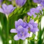 Freesia Garden Bulbs True Freesia Bonsai Flowers Orchid Flowers 100 PCS Seeds