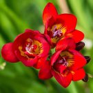 Freesia Garden Bulbs True Freesia Bonsai Flowers Orchid 100 PCS Seeds Freesia Garden Bulbs True Freesia Bonsai Flowers Orchid 100 PCS Seeds