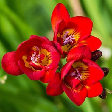 Freesia Garden Bulbs True Freesia Bonsai Flowers Orchid 100 PCS Seeds