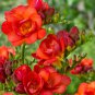Freesia Garden Bulbs True Freesia Bonsai Flowers Orchid 100 PCS Seeds