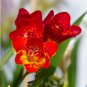 Freesia Garden Bulbs True Freesia Bonsai Flowers Orchid 100 PCS Seeds