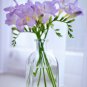Freesia Flower Purple Flowers 20 PCS Seeds