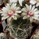Gymnocalycium catamarcense ssp.catamarcense 10 PCS Seeds