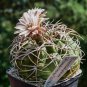 Gymnocalycium catamarcense ssp.catamarcense 10 PCS Seeds