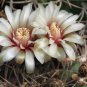 Gymnocalycium catamarcense ssp.catamarcense 10 PCS Seeds