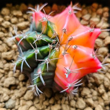 Gymnocalycium anisitsii 10 PCS Seeds
