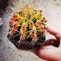 Gymnocalycium anisitsii 10 PCS Seeds