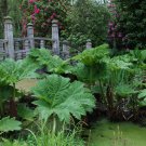 Gunnera Manicata 7 PCS Seeds