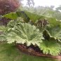 Gunnera Manicata 7 PCS Seeds