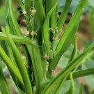 Guar (Cluster Beans) Easy to Seasons Meaningful Gift 100 PCS Seeds