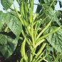 Guar (Cluster Beans) Easy to Seasons Meaningful Gift 100 PCS Seeds