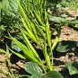 Guar (Cluster Beans) Easy to Seasons Meaningful Gift 100 PCS Seeds