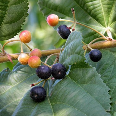 Grewia Asiatica Leaves Phalsa Falsa Leaves 50 PCS Seeds
