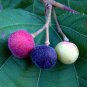 Grewia Asiatica Leaves Phalsa Falsa Leaves 50 PCS Seeds