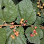 Grewia Asiatica Leaves Phalsa Falsa Leaves 50 PCS Seeds