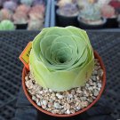 Greenovia diplocycla ex La Gomera 80 PCS Seeds
