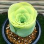 Greenovia diplocycla ex La Gomera 80 PCS Seeds