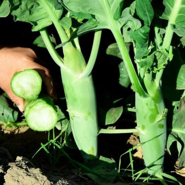 Green Asparagus Lettuce 3000 PCS Seeds