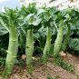 Green Asparagus Lettuce 3000 PCS Seeds