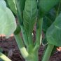 Green Asparagus Lettuce 3000 PCS Seeds