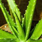 Green Aloe Vera Plants Edible Beauty Edible Cosmetic 50 PCS Seeds