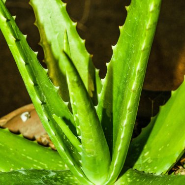 Green Aloe Vera Plants Edible Beauty Edible Cosmetic 50 PCS Seeds