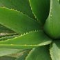 Green Aloe Vera Plants Edible Beauty Edible Cosmetic 50 PCS Seeds