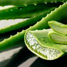 Green Aloe Vera Plants Edible Beauty Edible Cosmetic Vegetables 300 PCS Seeds