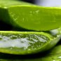 Green Aloe Vera Plants Edible Beauty Edible Cosmetic Vegetables 300 PCS Seeds