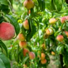 Garden Dwarf Bonanza Peaches 10 PCS Seeds