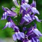Great Blue Lobelia 20 PCS Seeds