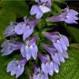 Great Blue Lobelia 20 PCS Seeds