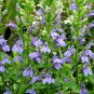 Great Blue Lobelia 20 PCS Seeds