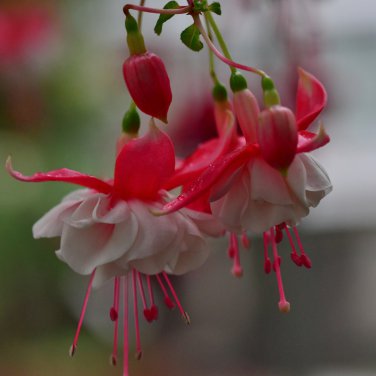 Fuchsia Rose Red White Double Flowers 200 PCS Seeds