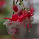 Fuchsia Rose Red White Double Flowers 50 PCS Seeds Fuchsia Rose Red White Double Flowers 50 PCS Seeds